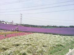 -紫颐香薰山谷景区