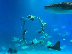 -烟台海昌鲸鲨海洋公园
