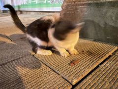 -捞旺猪肚鸡(街道口店)