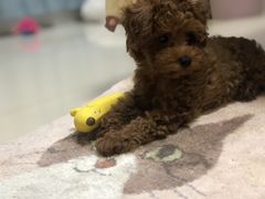 -北京观赏动物医院·24小时大型综合·猫专科·异宠专科