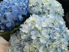 -三圣花乡旅游区