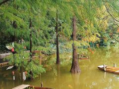 -深圳仙湖植物园