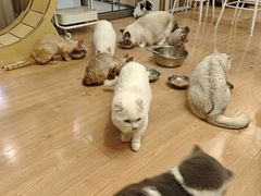 -MOYOYO猫咪咖啡店