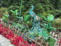-西双版纳原始森林公园