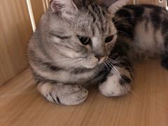 -猫和宫(六道口店)