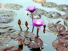 -国家植物园南园