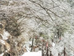 -秦岭天竺山生态文化旅游景区