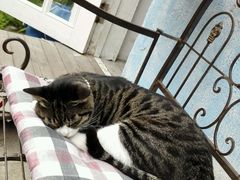 android_upload_pic-海边的猫和咖啡馆