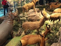 -陕西自然博物馆