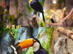 -正佳雨林生态植物园