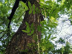 -西湖外事游船(花港观鱼码头)