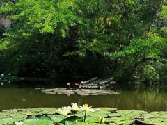 -中国科学院西双版纳热带植物园