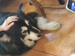 -more than meow吴止猫主题餐厅(承德 中船汇店)