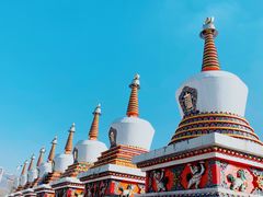 -塔尔寺-菩提树