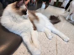 -飞行喵MR PILOT|猫舍·猫咖(静安大融城店)