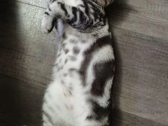 -猫尾侦探俱乐部·剧本杀·狼人杀