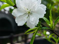 -南汇桃花村