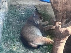 -青藏高原野生动物园