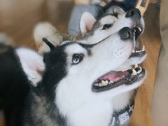 -Husky Go! 哈士奇体验馆·宠物咖啡厅狗咖