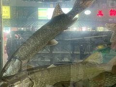 -煲来饱去冷水鱼