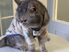 -楼上猫咖(罗湖店)
