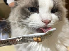 -藏猫猫咖啡主题馆(中央大道店)