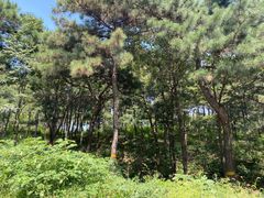 -北京西山国家森林公园