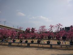 -秀丽东方