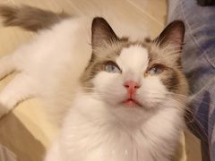 -momokira米努特·德文卷毛猫·棉花面纱犬