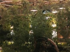 -山壹竹庭院餐厅