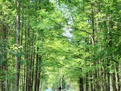 -桤木河湿地公园