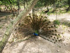 -西霞口神雕山野生动物世界