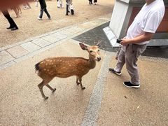 -奈良公园