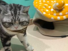 -猫在这儿猫咪咖啡馆·撸猫馆