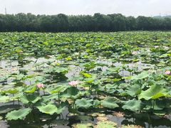 -荷塘月色湿地公园·向阳花洲