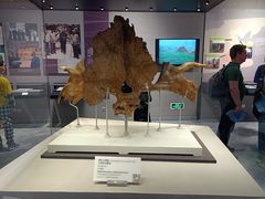 -北京周口店北京人遗址博物馆