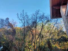 -雁南飞茶田景区
