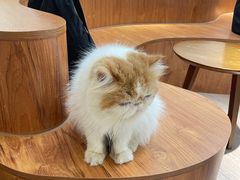 -有猫主题·治愈系猫咖(曾厝垵店)