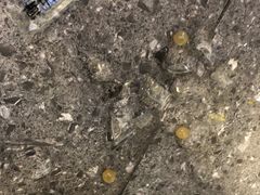 -书亦烧仙草(吉利购物广场店)