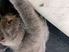 -lincat·猫舍(广州店)