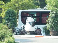 -都江堰中华大熊猫苑