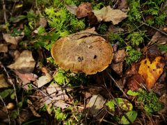 -峡谷浮石林景区