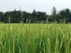 -北坞公园