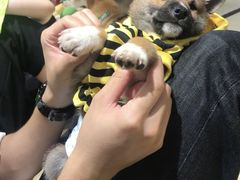 -逗柴咖啡屋·狗咖猫咖宠物桌游