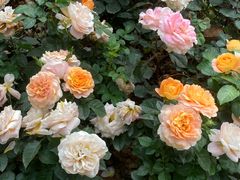 -人民公园(罗湖区)