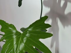 -隹木咖啡馆(宝龙广场店)