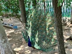 -西霞口神雕山野生动物世界