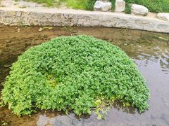 -白水寺森林公园