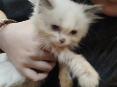-楼上猫咖(罗湖店)