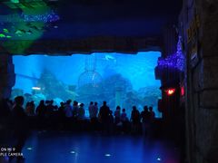 -芜湖新华联大白鲸海洋公园